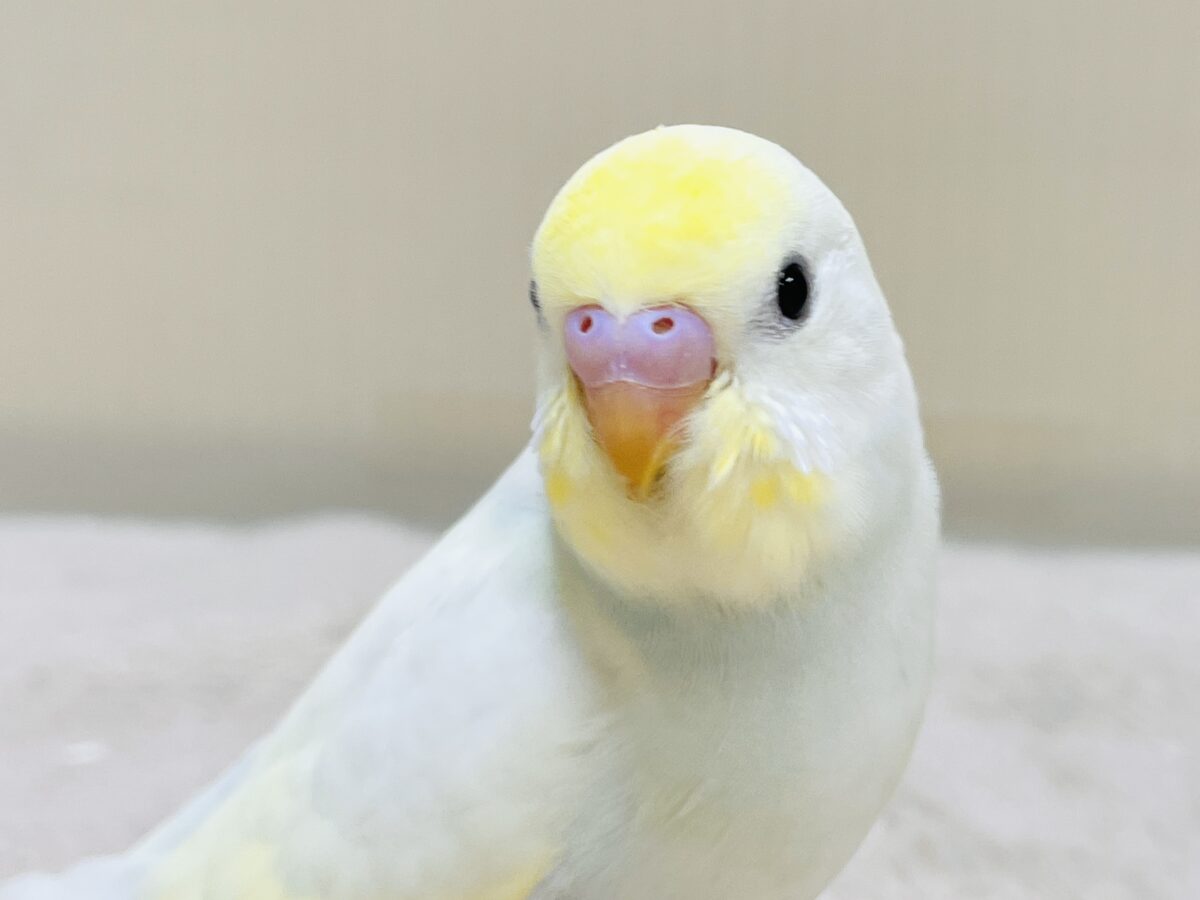 💛セキセイインコ(クリーム)ヒナちゃんがやってきたよ! セキセイインコ