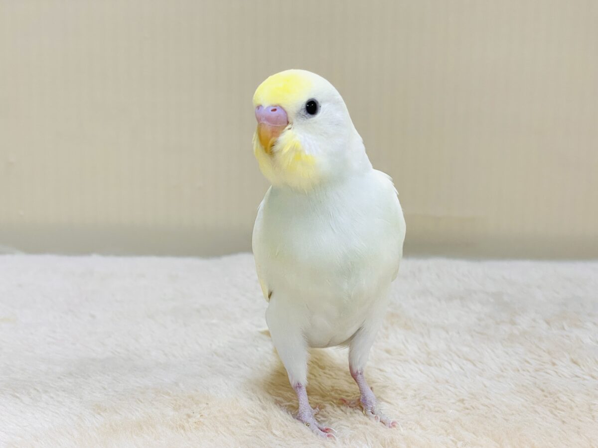 💛セキセイインコ(クリーム)ヒナちゃんがやってきたよ! セキセイインコ