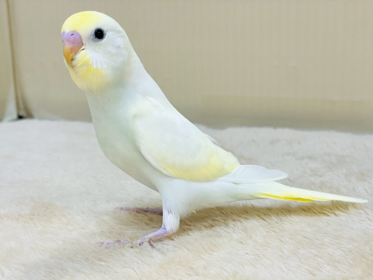 💛セキセイインコ(クリーム)ヒナちゃんがやってきたよ! セキセイインコ