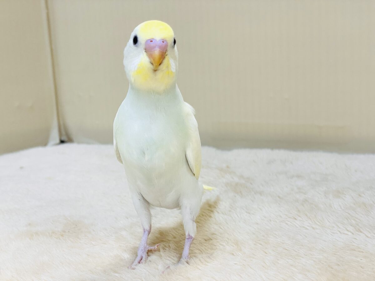 💛セキセイインコ(クリーム)ヒナちゃんがやってきたよ! セキセイインコ