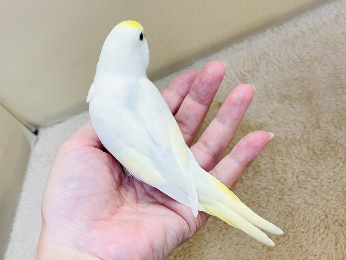 💛セキセイインコ(クリーム)ヒナちゃんがやってきたよ! セキセイインコ