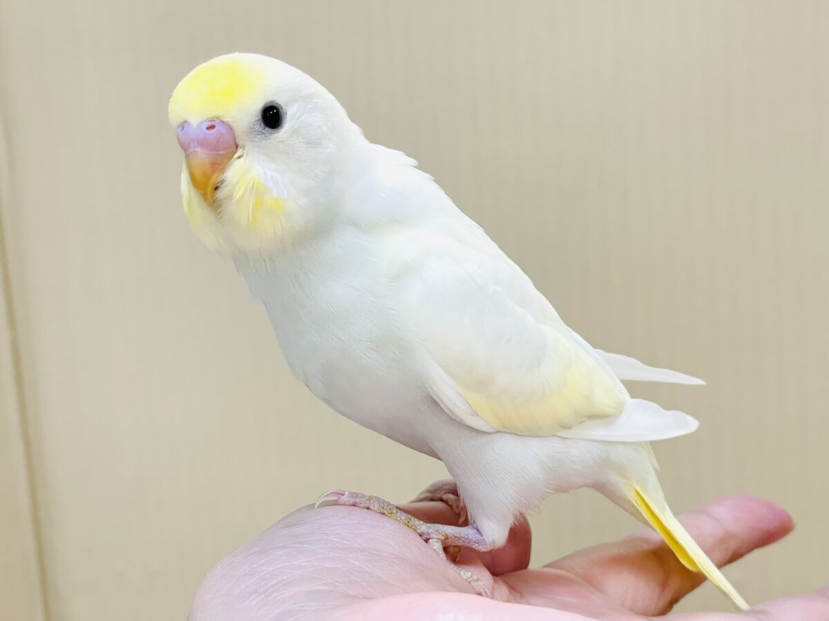 💛セキセイインコ(クリーム)ヒナちゃんがやってきたよ! 💛セキセイインコ(クリーム)ヒナちゃんがやってきたよ!