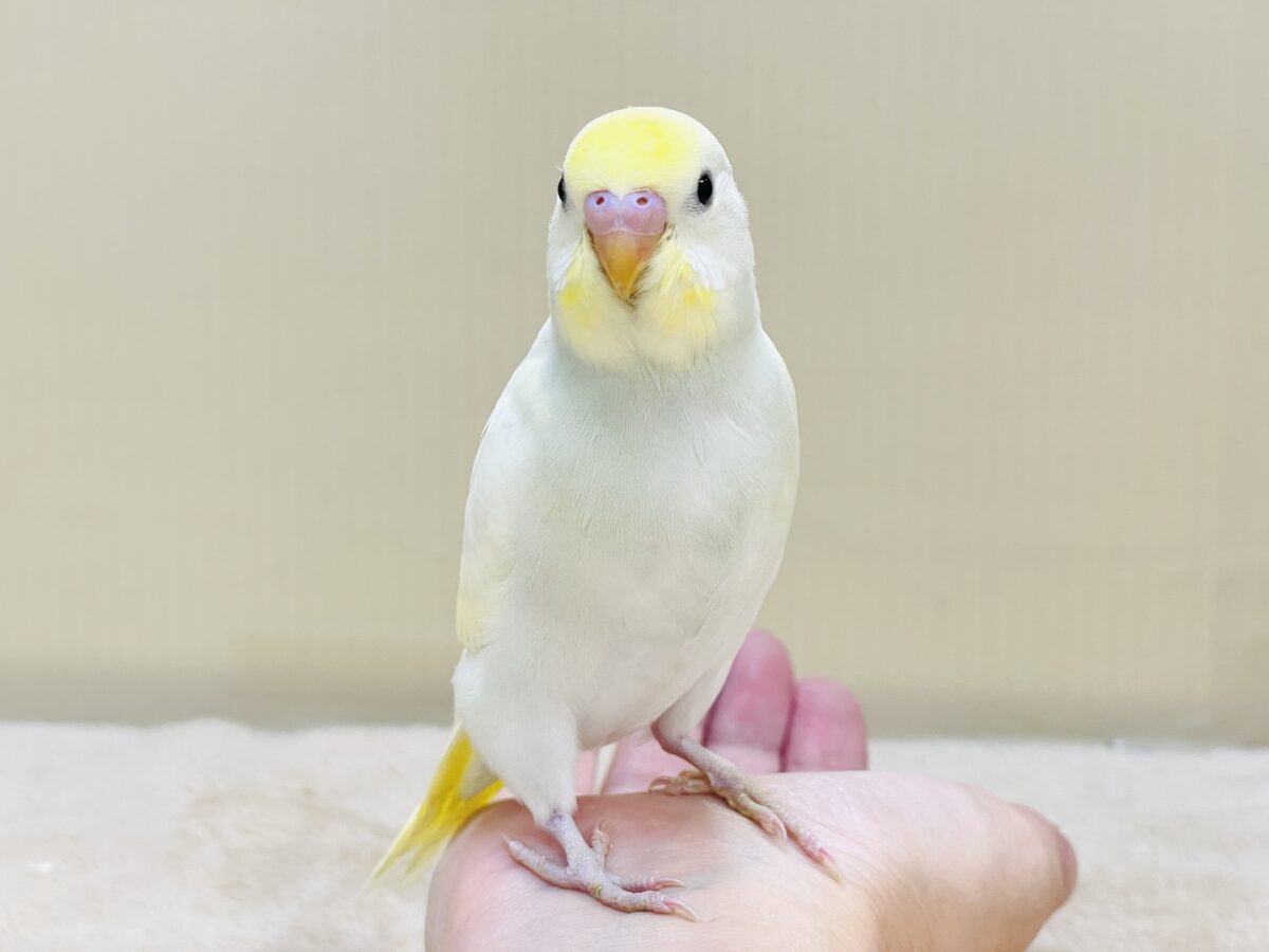 💛セキセイインコ(クリーム)ヒナちゃんがやってきたよ! セキセイインコ