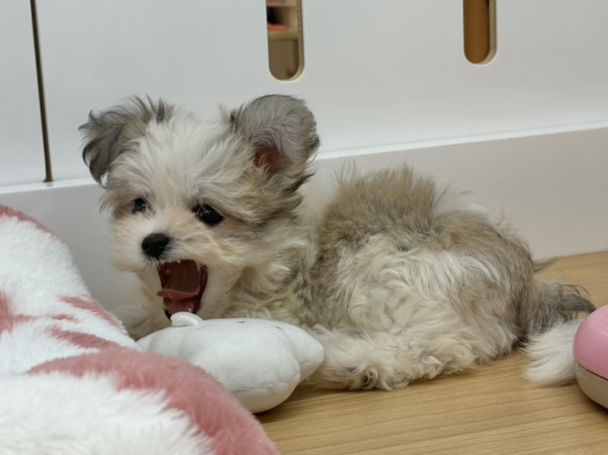 チワマル（マルチワ）