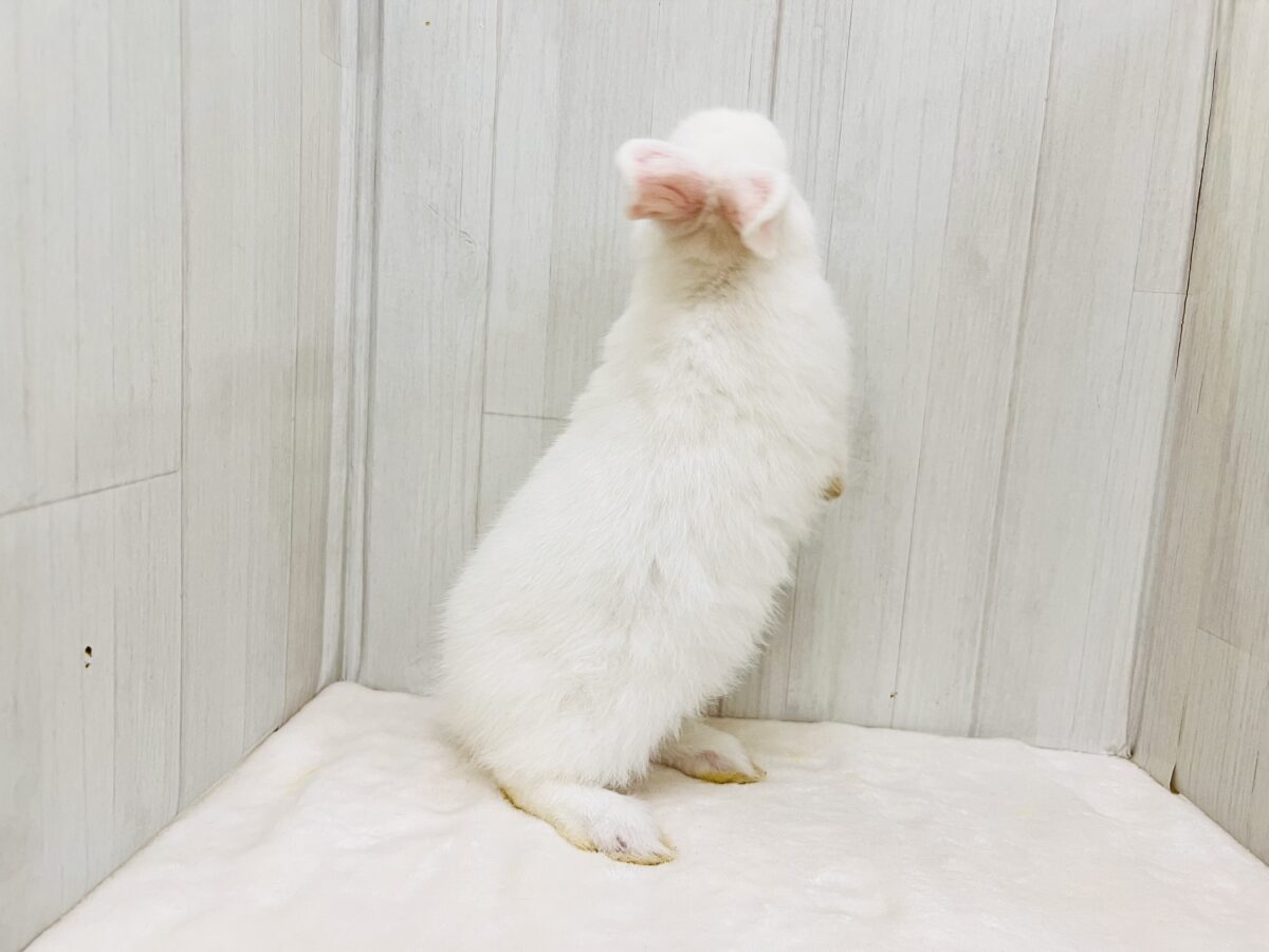 ミニウサギ