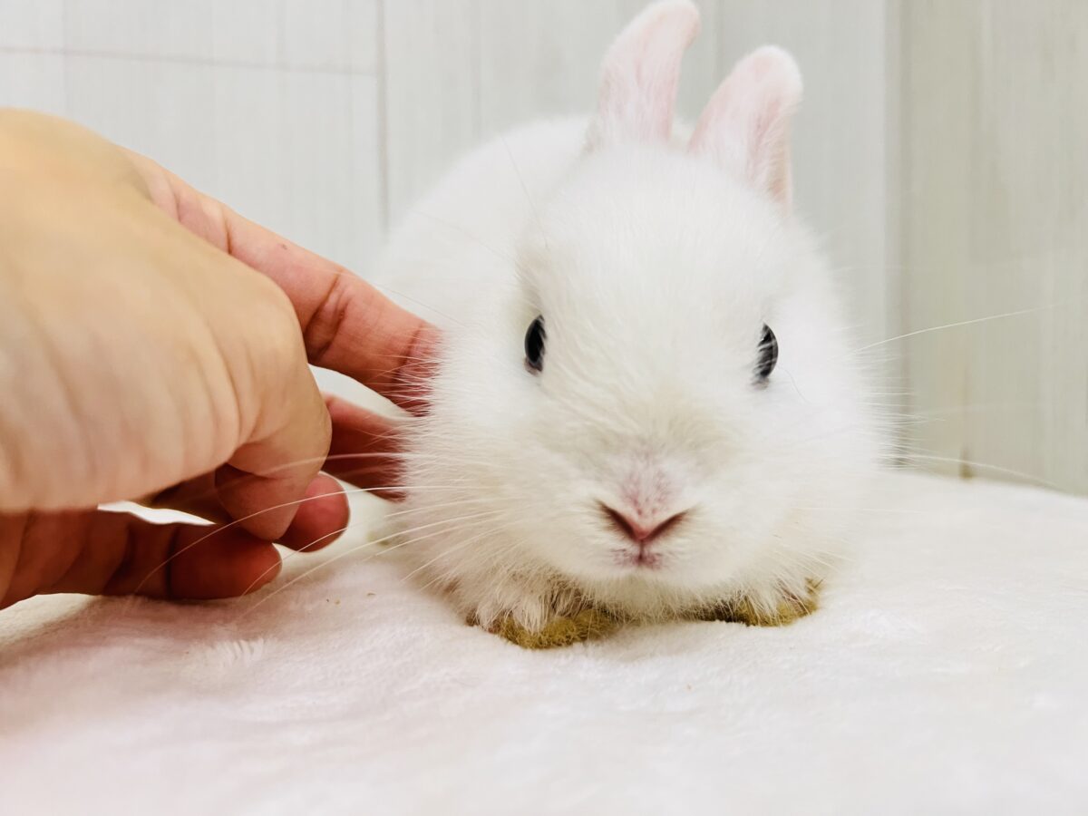 ミニウサギ
