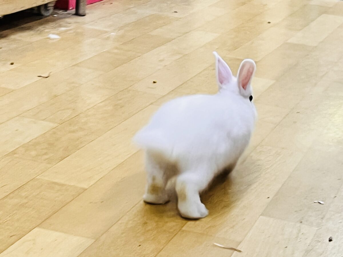 ミニウサギ