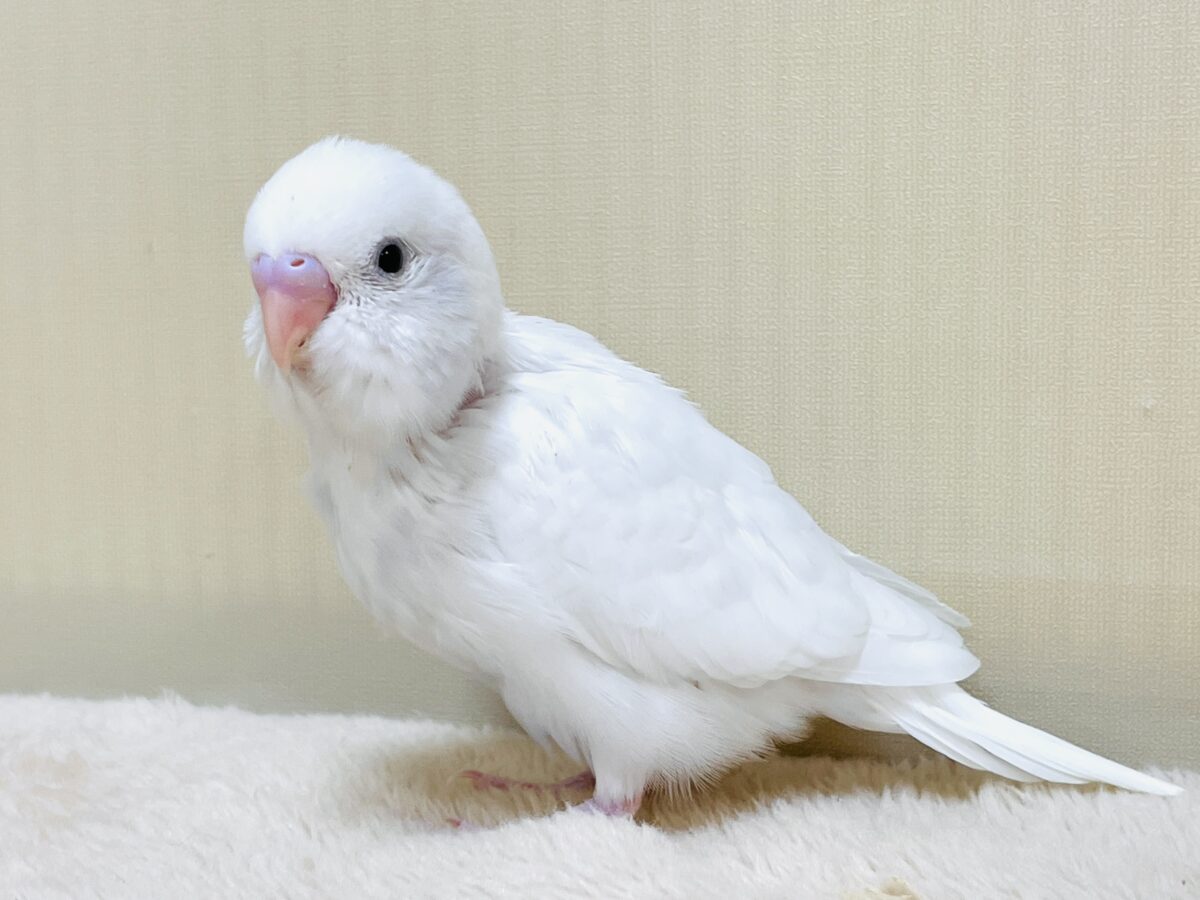 まっしろ‎🤍セキセイインコ（ダブルファクター）のヒナちゃん