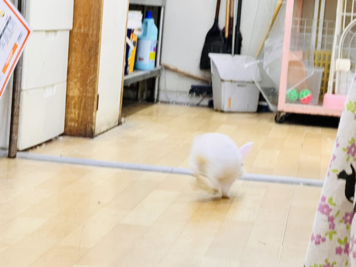 ミニウサギ