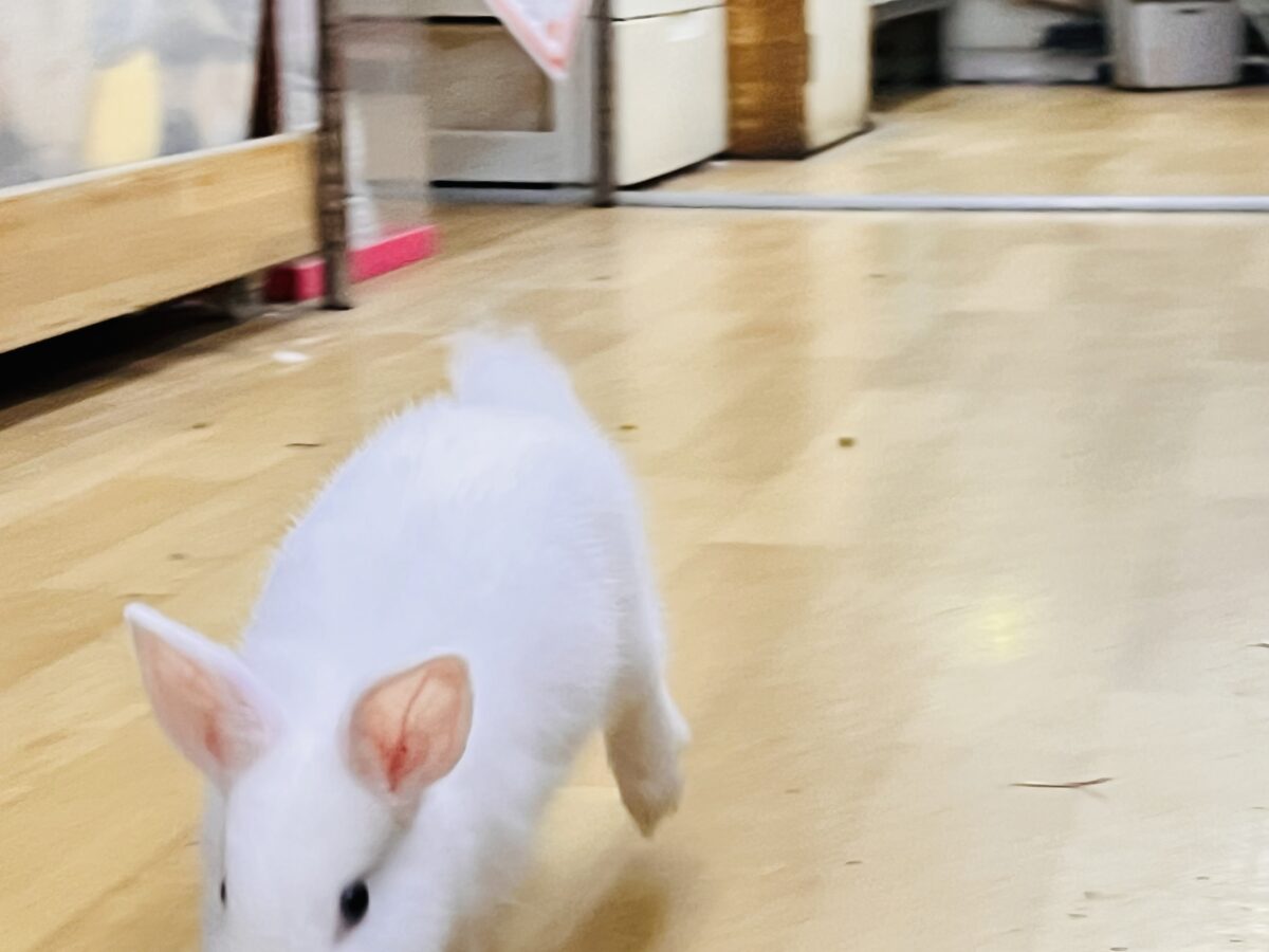 ミニウサギ