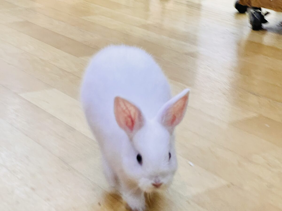 ミニウサギ