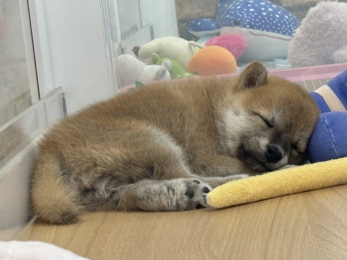 柴犬