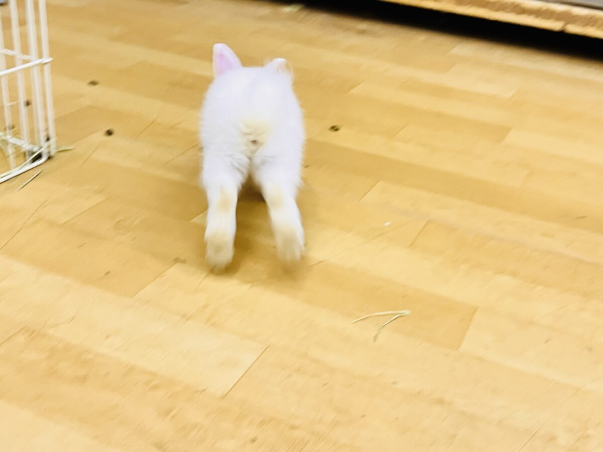 ミニウサギ