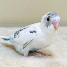 ベタベタにいいかんじ。サザナミインコ