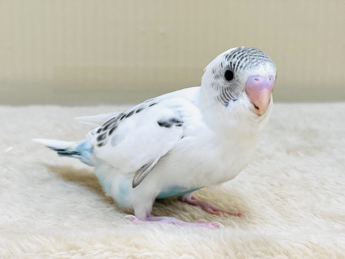 元気すぎるセキセイインコちゃん️🩵（白ハルクイン）ヒナちゃん