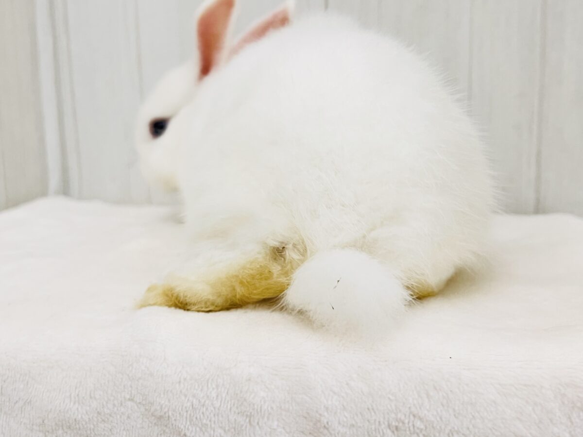 ミニウサギ