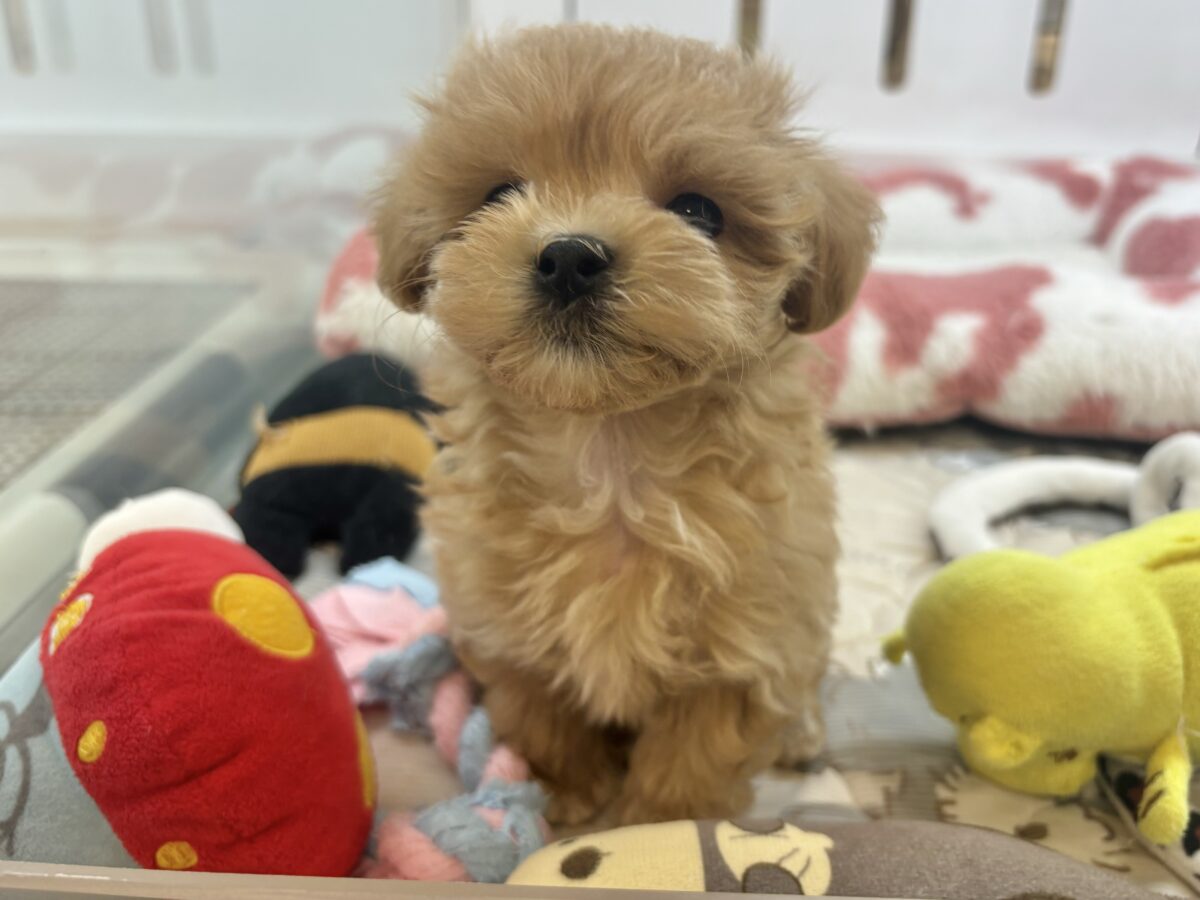 マルプー