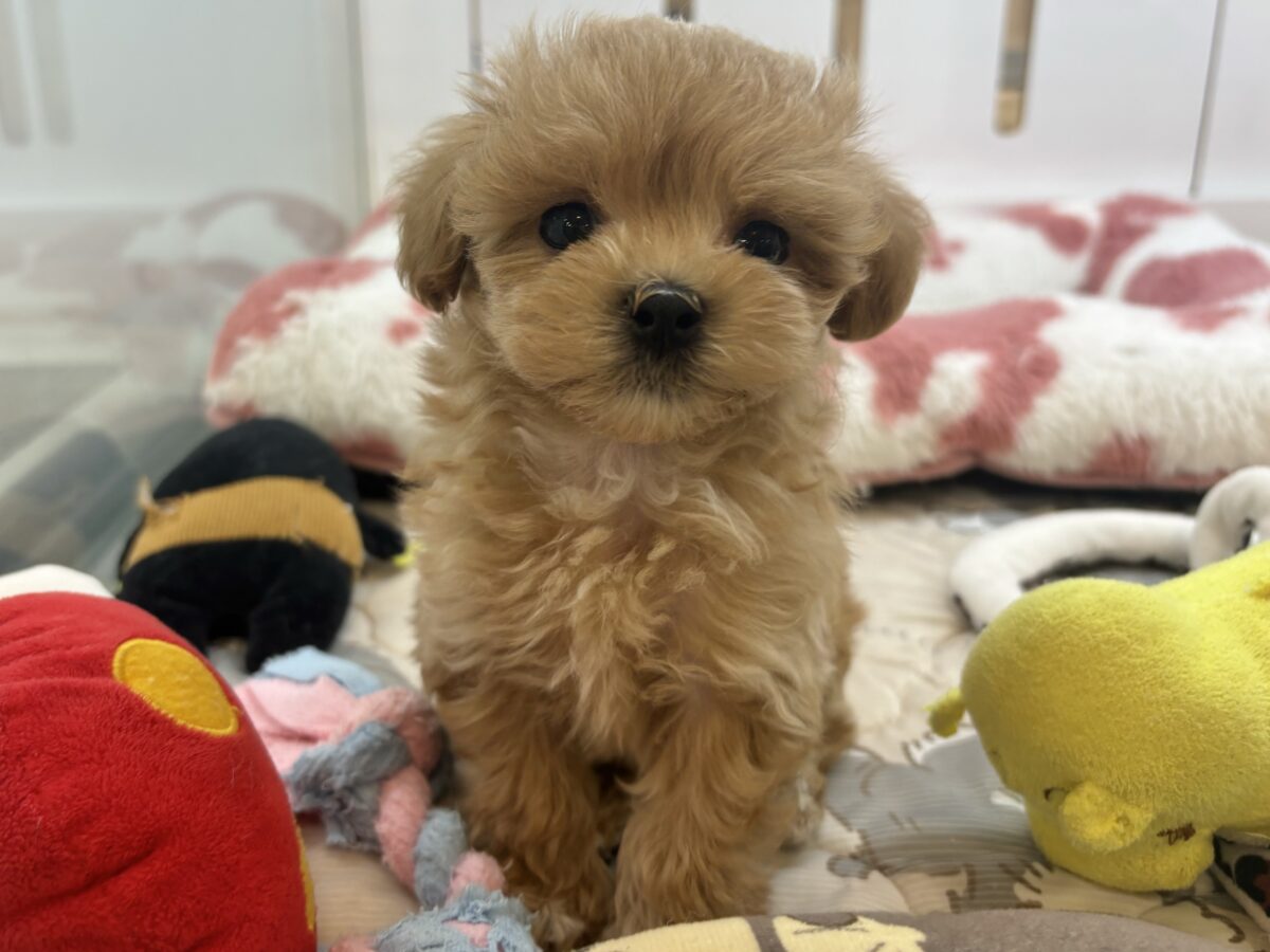 僕の可愛さは凄いパワーらしいよ？マルプーくん！