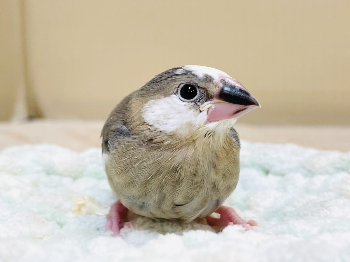桜文鳥のヒナちゃん✨ただいま すくすく成長中! 桜文鳥