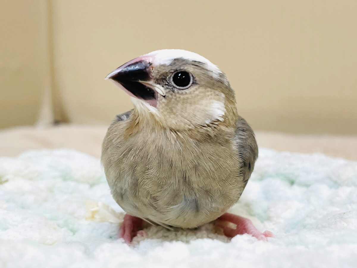 桜文鳥のヒナちゃん✨ただいま すくすく成長中! 桜文鳥
