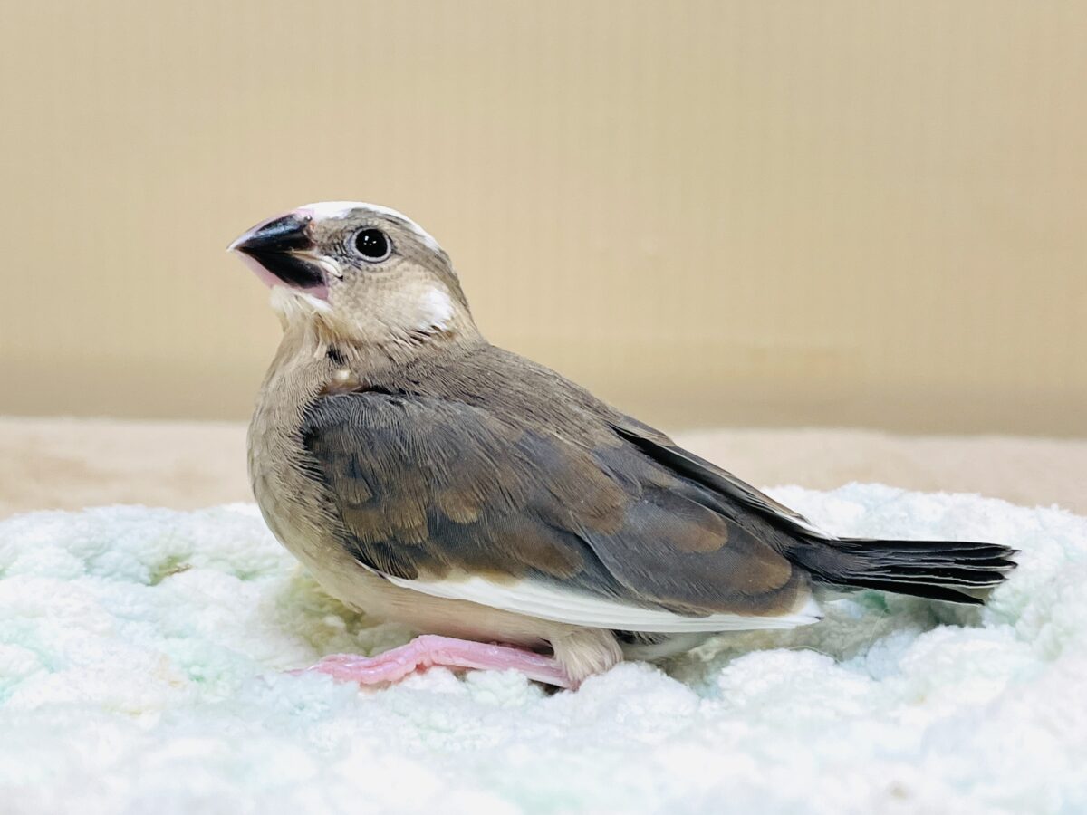 桜文鳥のヒナちゃん✨ただいま すくすく成長中! 桜文鳥