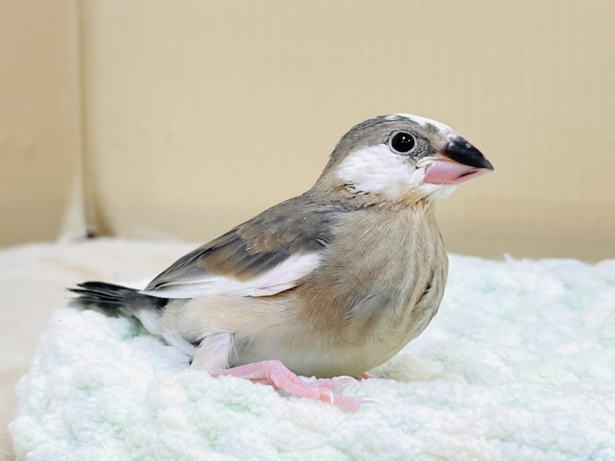 桜文鳥のヒナちゃん✨ただいま すくすく成長中! 桜文鳥