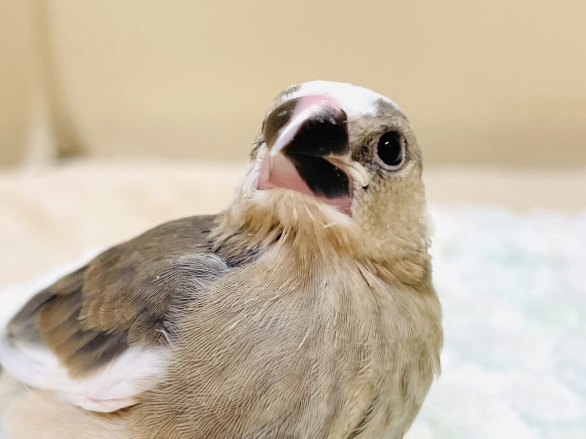 桜文鳥のヒナちゃん✨ただいま すくすく成長中! 桜文鳥