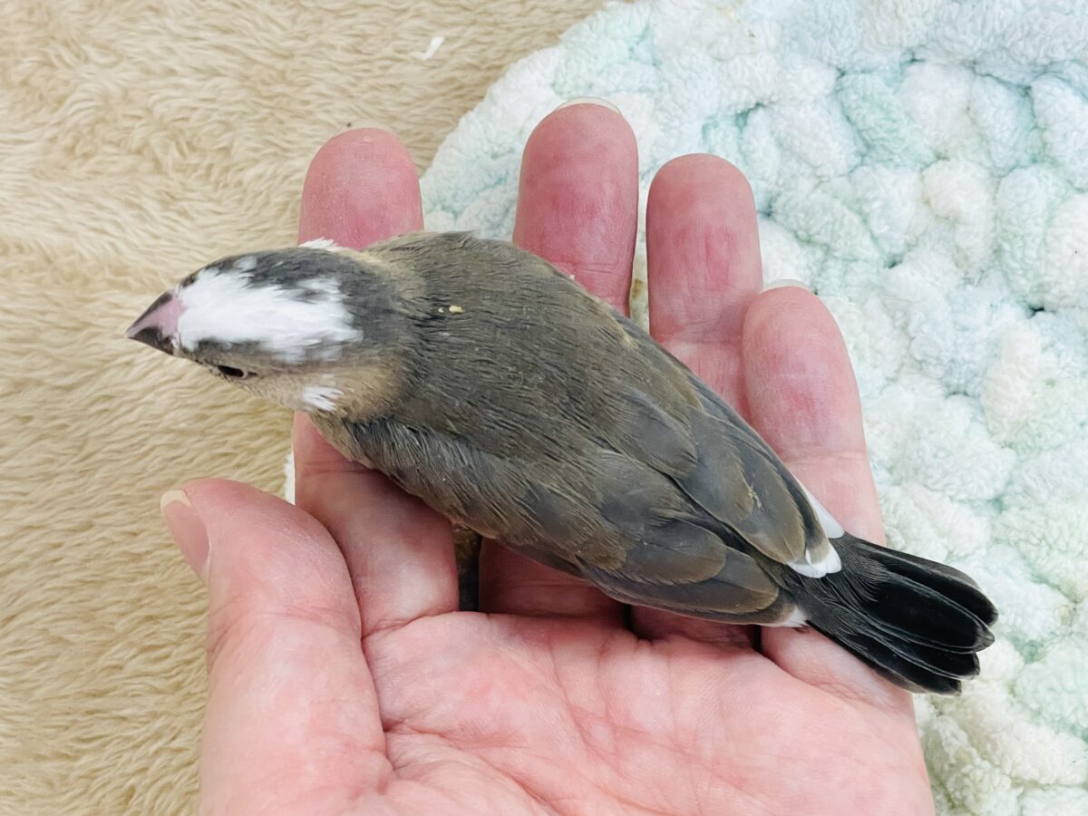 桜文鳥のヒナちゃん✨ただいま すくすく成長中! 桜文鳥