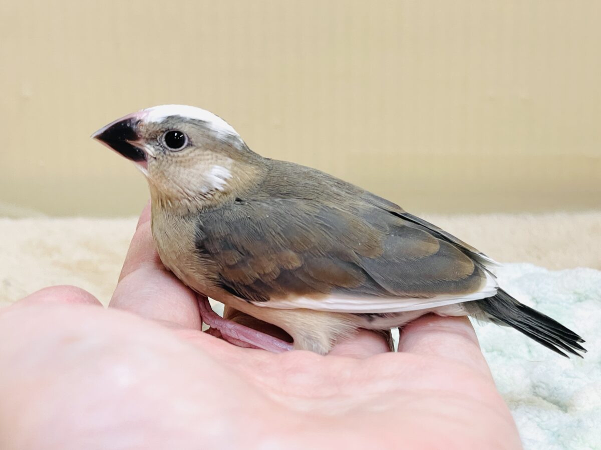 桜文鳥のヒナちゃん✨ただいま すくすく成長中! 桜文鳥