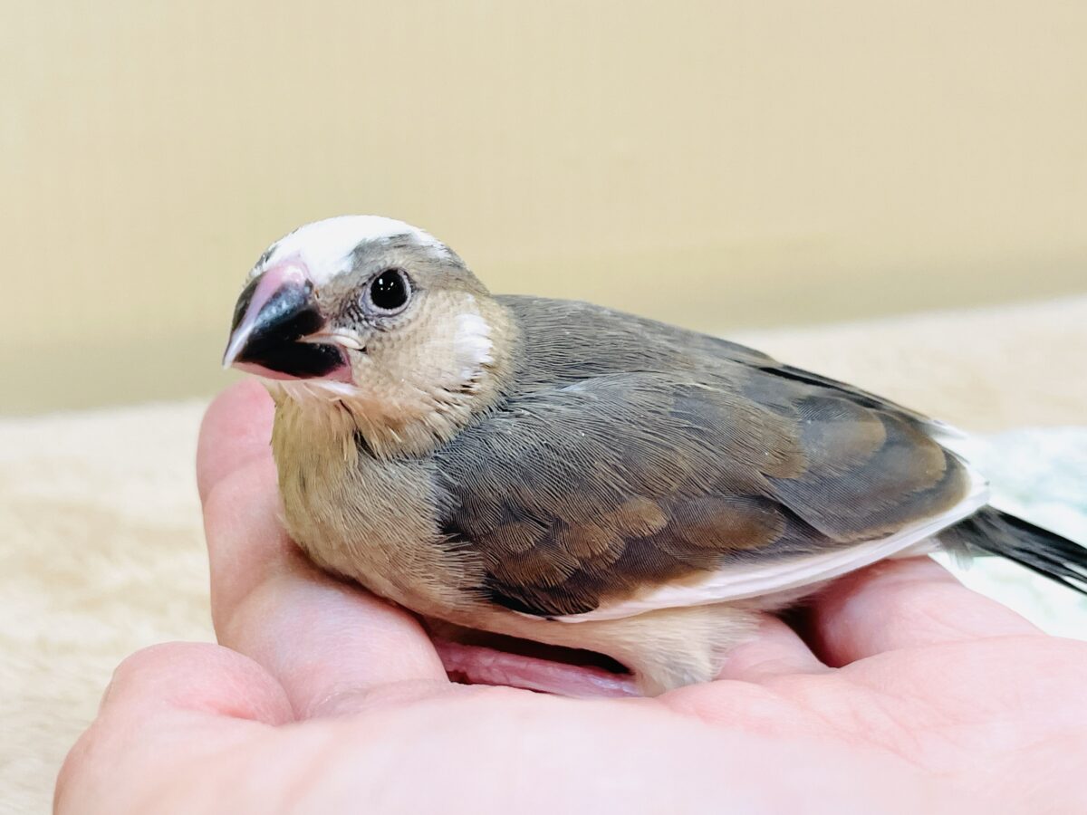 桜文鳥のヒナちゃん✨ただいま すくすく成長中! 桜文鳥