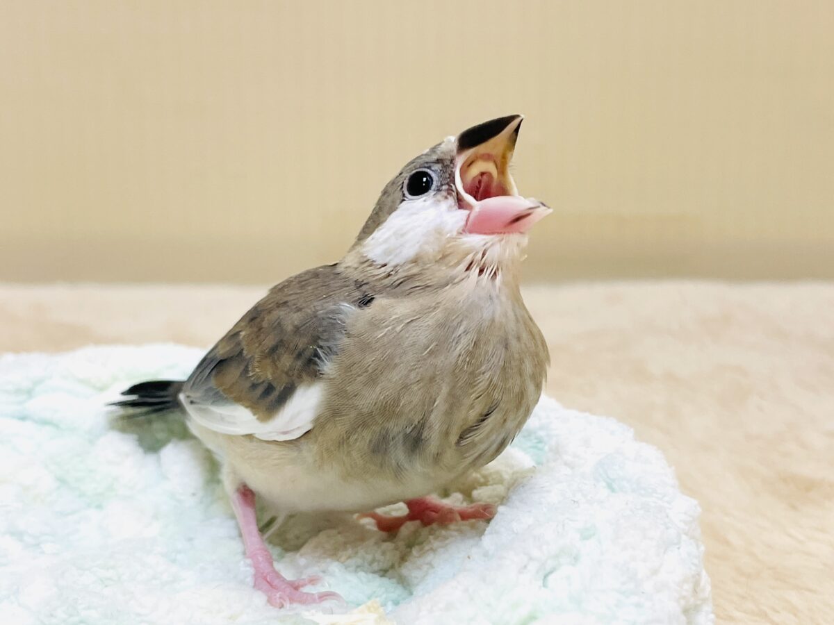 桜文鳥のヒナちゃん✨ただいま すくすく成長中! 桜文鳥のヒナちゃん✨ただいま すくすく成長中!