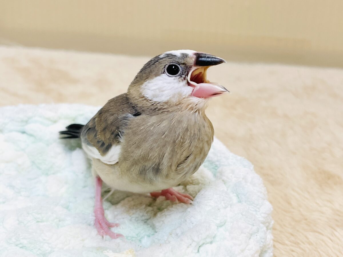 桜文鳥のヒナちゃん✨ただいま すくすく成長中! 桜文鳥