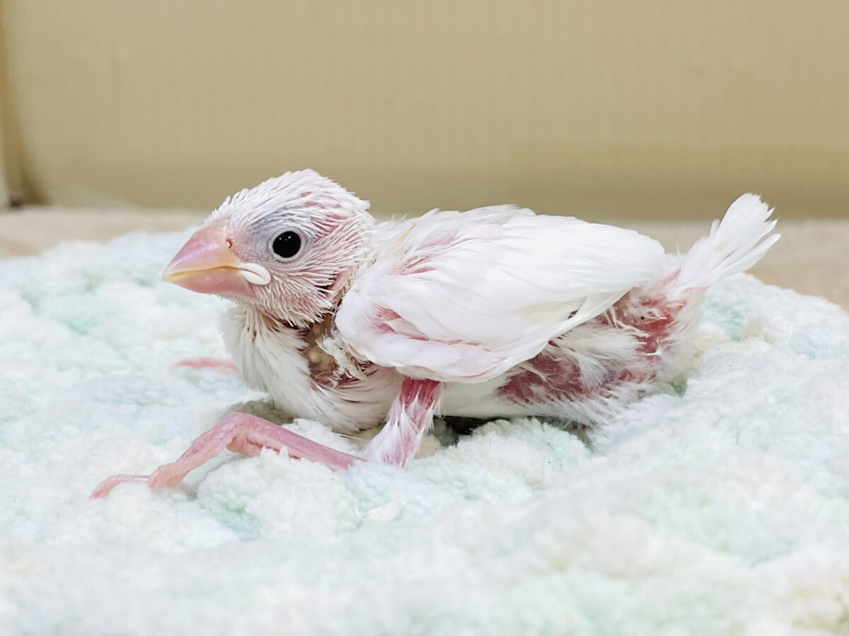 白文鳥のヒナちゃん✨よく食べて元気いっぱい! 白文鳥