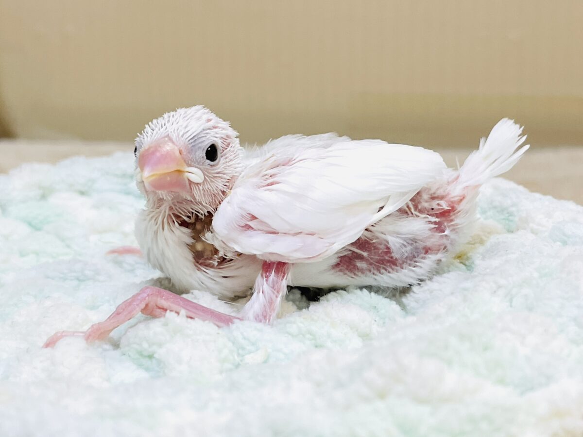 白文鳥のヒナちゃん✨よく食べて元気いっぱい! 白文鳥