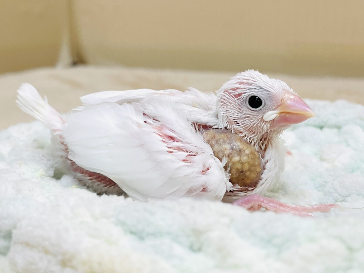 白文鳥のヒナちゃん✨よく食べて元気いっぱい! 白文鳥
