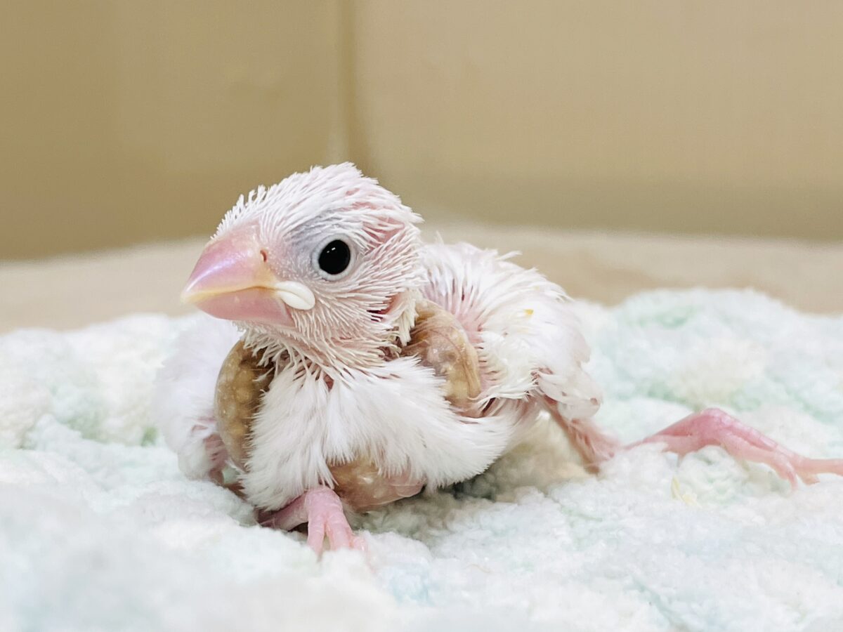 白文鳥のヒナちゃん✨よく食べて元気いっぱい! 白文鳥のヒナちゃん✨よく食べて元気いっぱい!