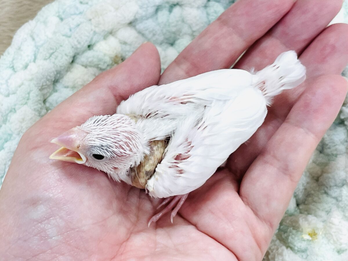 白文鳥のヒナちゃん✨よく食べて元気いっぱい! 白文鳥