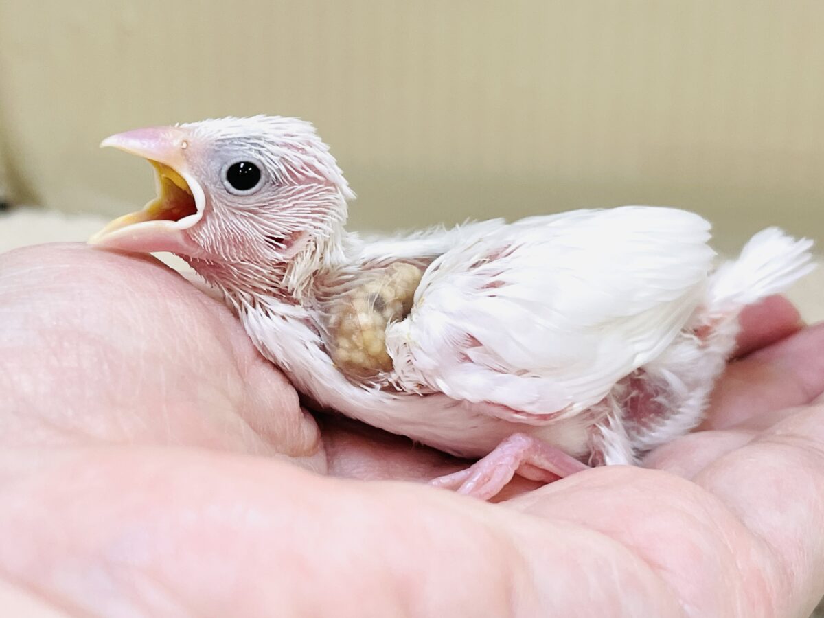 白文鳥のヒナちゃん✨よく食べて元気いっぱい! 白文鳥