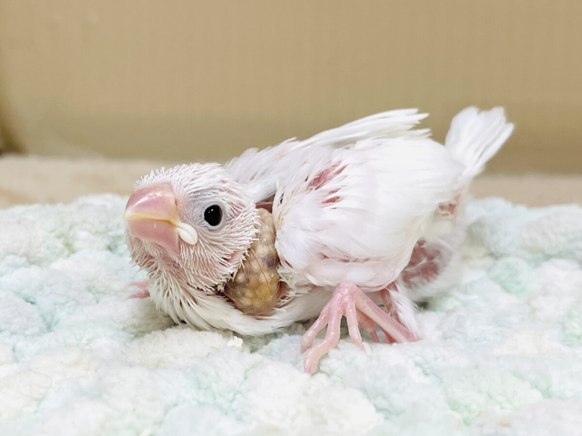 白文鳥のヒナちゃん✨よく食べて元気いっぱい! 白文鳥
