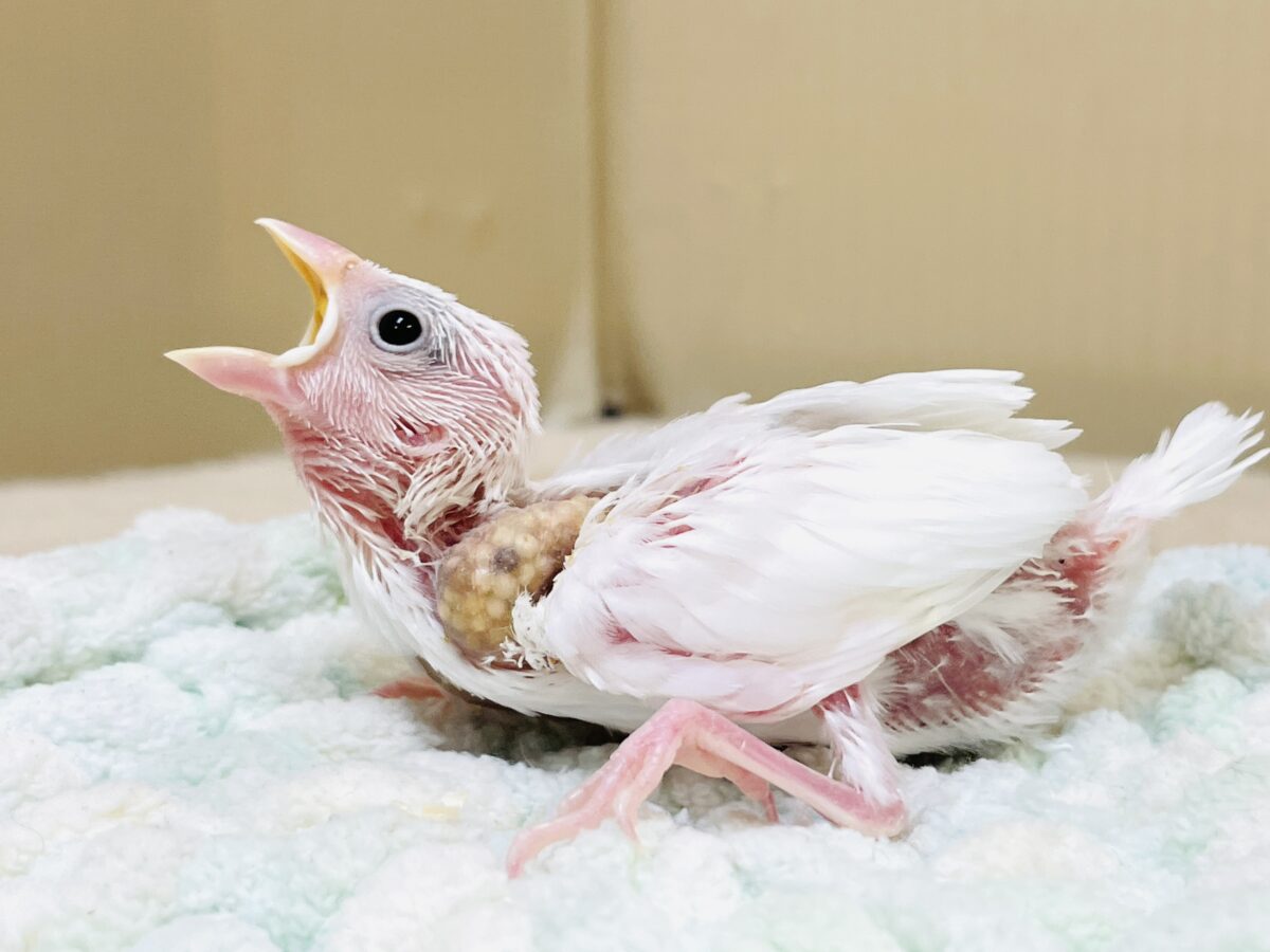 白文鳥のヒナちゃん✨よく食べて元気いっぱい! 白文鳥