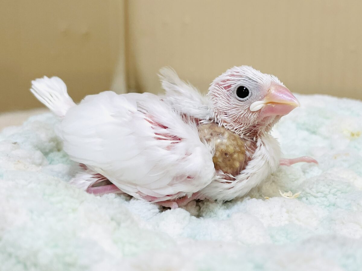 白文鳥のヒナちゃん✨よく食べて元気いっぱい! 白文鳥