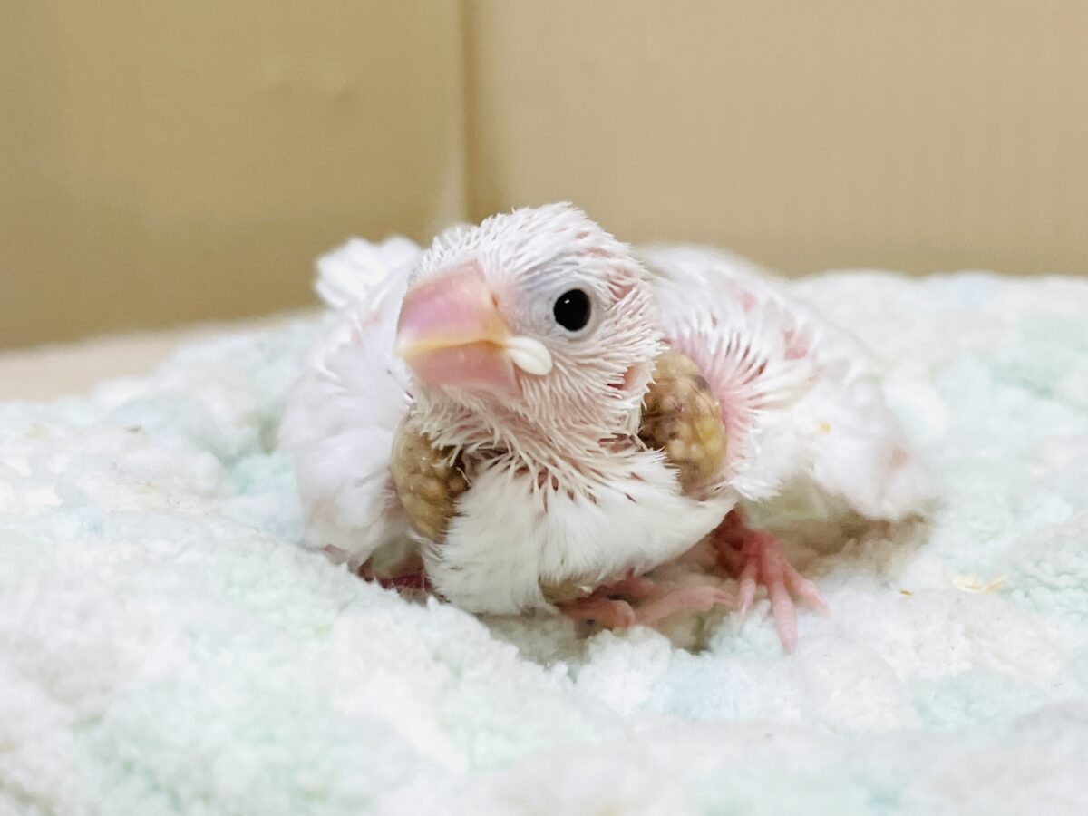 白文鳥のヒナちゃん✨よく食べて元気いっぱい! 白文鳥