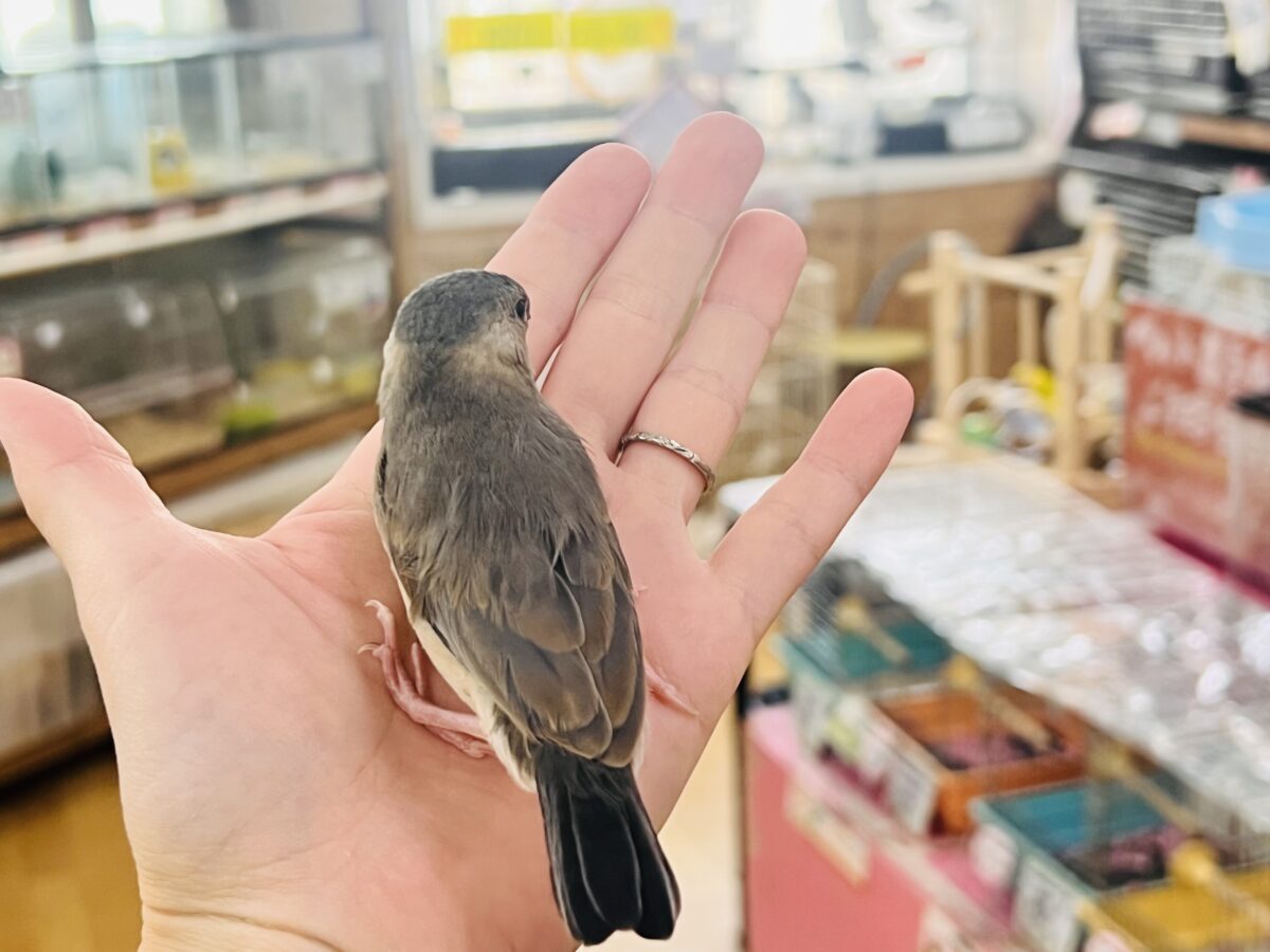 桜文鳥