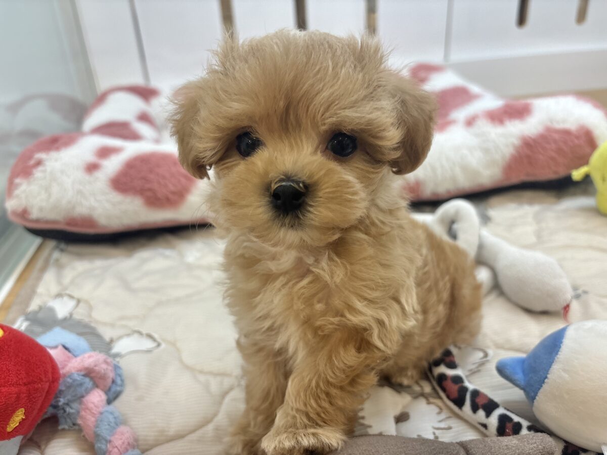 マルプー