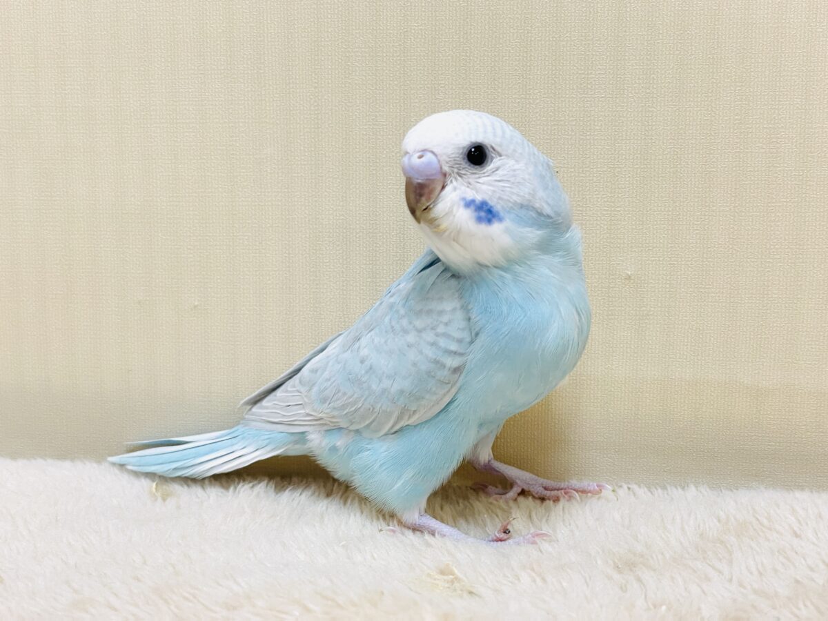 ️🩵‎🤍水色セキセイインコ（スパングル）ヒナちゃんだよ！