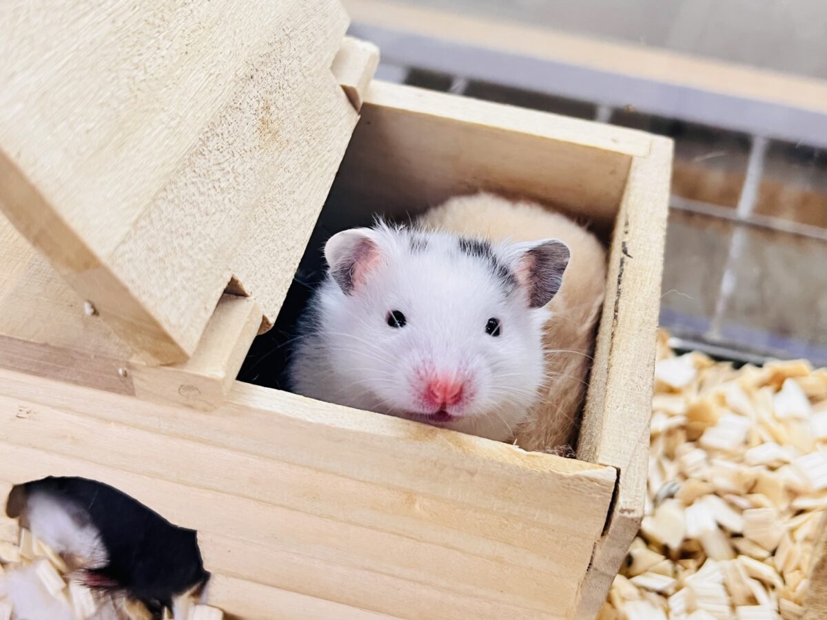ゴールデンハムスター