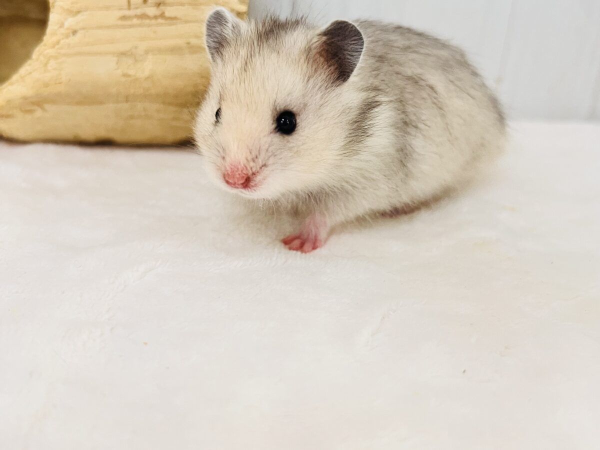 ゴールデンハムスター