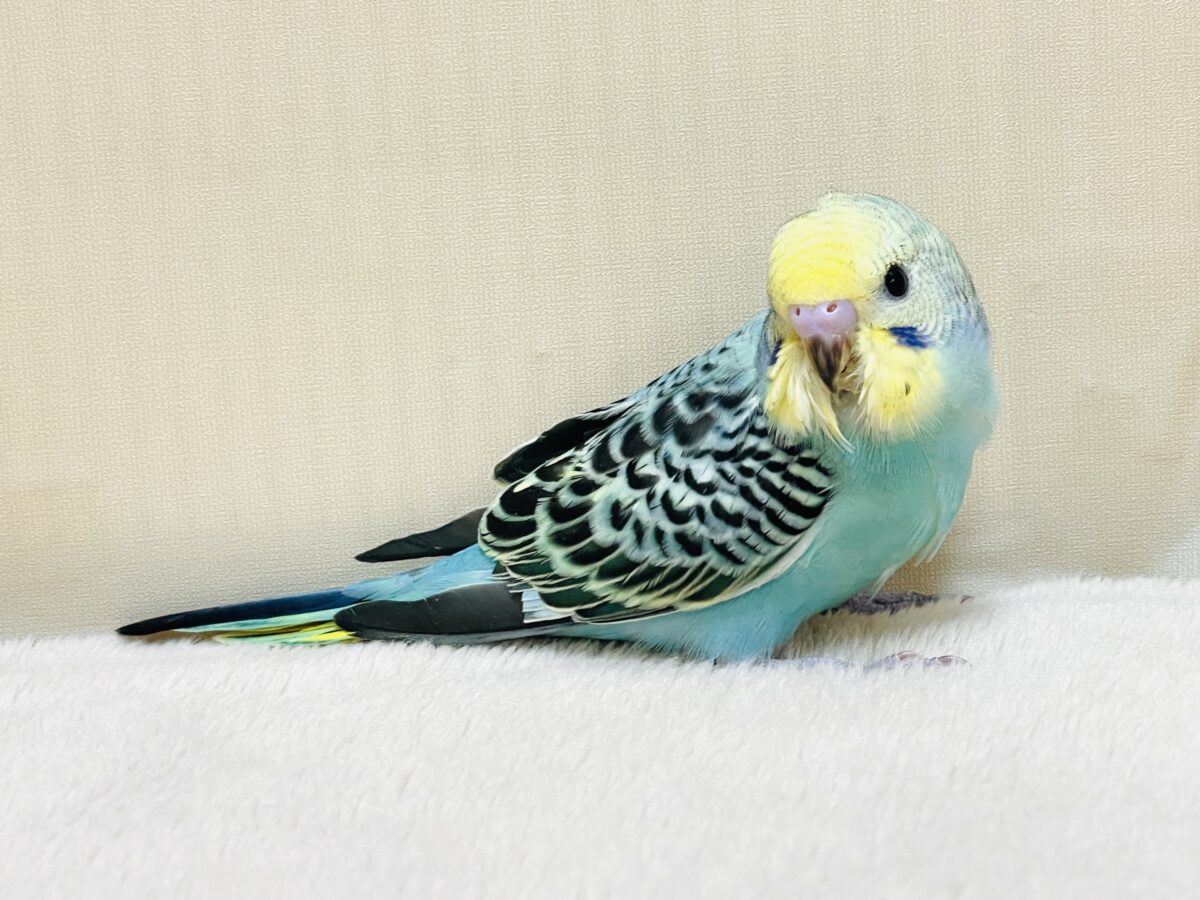 かっこいい系😎✨セキセイインコちゃん(パステルレインボー)ヒナ セキセイインコ