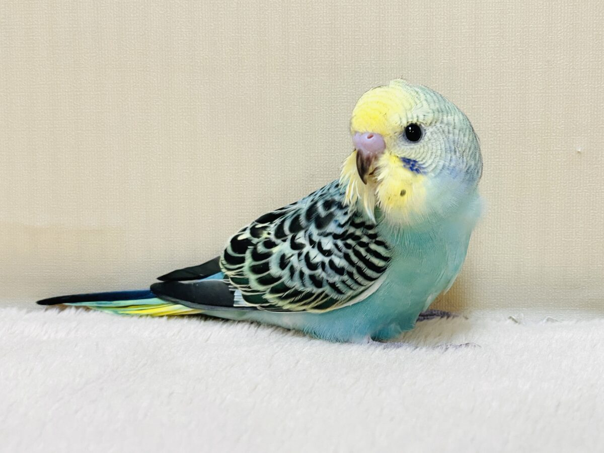 かっこいい系😎✨セキセイインコちゃん(パステルレインボー)ヒナ かっこいい系😎✨セキセイインコちゃん(パステルレインボー)ヒナ