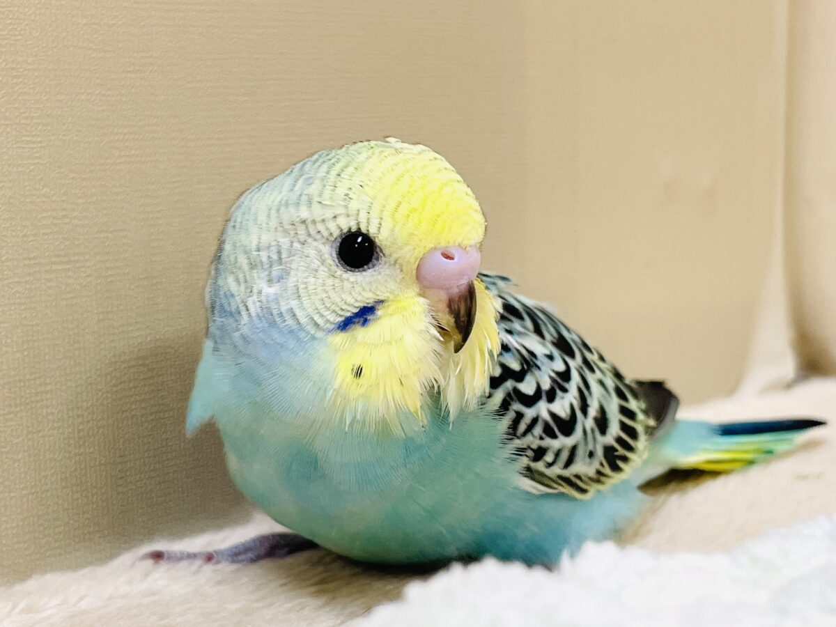 かっこいい系😎✨セキセイインコちゃん(パステルレインボー)ヒナ セキセイインコ